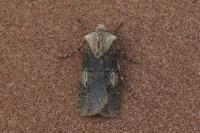 Agrotis puta