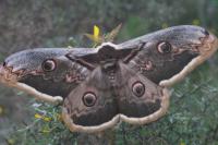 Saturnia pyri