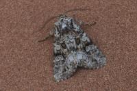 Pachetra sagittigera