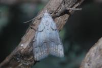 Nola thymula thymula