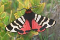 Arctia festiva