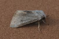 Perigrapha rorida