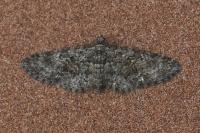 Eupithecia cocciferata