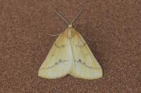 Aspitates ochrearia