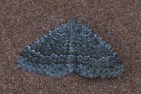 Cataclysme riguata