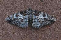 Cleora cinctaria