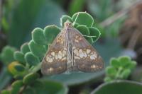Evergestis politalis/dumerlei/marocana/marionalis