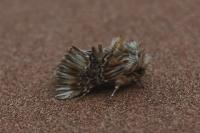 Amephana anarrhini