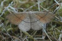 Cyclophora punctaria