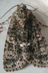 Acronicta rumicis
