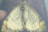 Dysstroma truncata