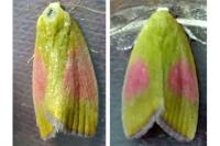 Earias roseifera