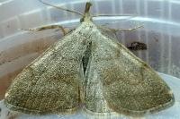 Pechipogo strigilata