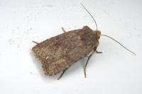 Conistra