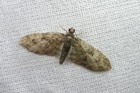 Eupithecia abbreviata