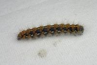 Euplagia quadripunctaria