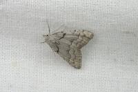 Nola thymula thymula