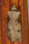 Agrotis puta