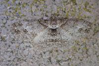 Paradarisa consonaria