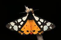 Arctia villica