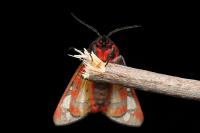 Arctia villica