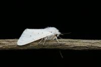 Spilosoma lubricipeda