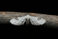 Eupithecia centaureata