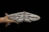 Ecleora solieraria
