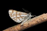 Bupalus piniaria