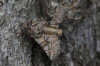 Cleonymia yvanii