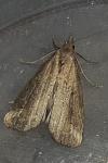Schrankia costaestrigalis