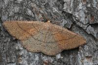 Cyclophora