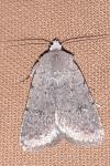 Caradrina flavirena