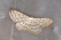 Idaea seriata