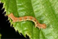 Erannis defoliaria