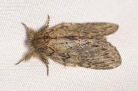 Peridea anceps