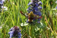 Hemaris fuciformis