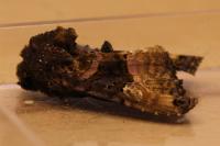 Euplexia lucipara