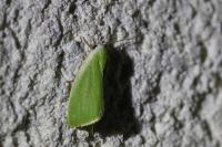 Earias clorana