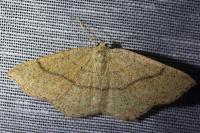 Cyclophora ruficiliaria