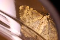 Peribatodes rhomboidaria rhomboidaria