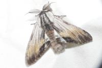 Harpyia milhauseri