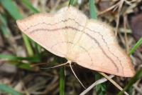 Cyclophora linearia
