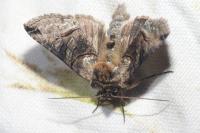 Abrostola tripartita