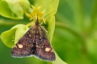 Pyrausta aurata