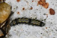 Lithosia quadra