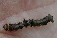 Phigalia pilosaria