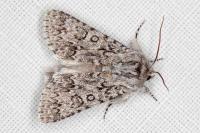 Acronicta euphorbiae