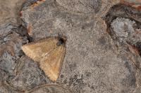 Phytometra viridaria