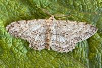 Hypomecis punctinalis